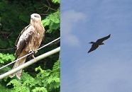 鳥も省エネの時代.jpg