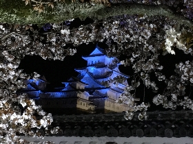 姫路城と夜桜.JPG