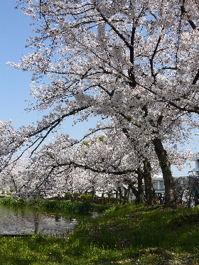 西日本第2位の府大桜.JPG